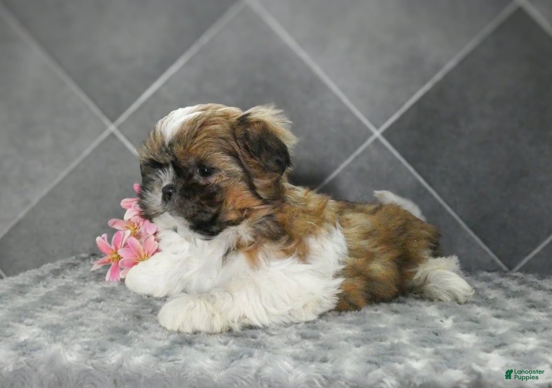Shih Tzu dogs for sale: Rosie - Ad 4
