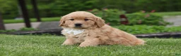 Golden Retriever dogs for sale: Tina - Ad 3