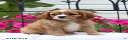 Cavalier King Charles Spaniel dogs for sale: Stan - Ad 4