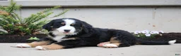 Mixed Breed dogs for sale: Chief - Ad 2