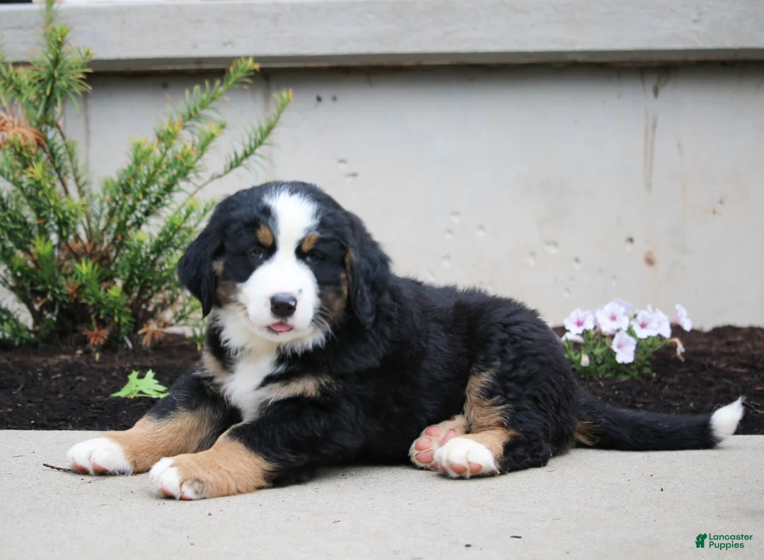 Mixed Breed dogs for sale: Chief - Ad 2