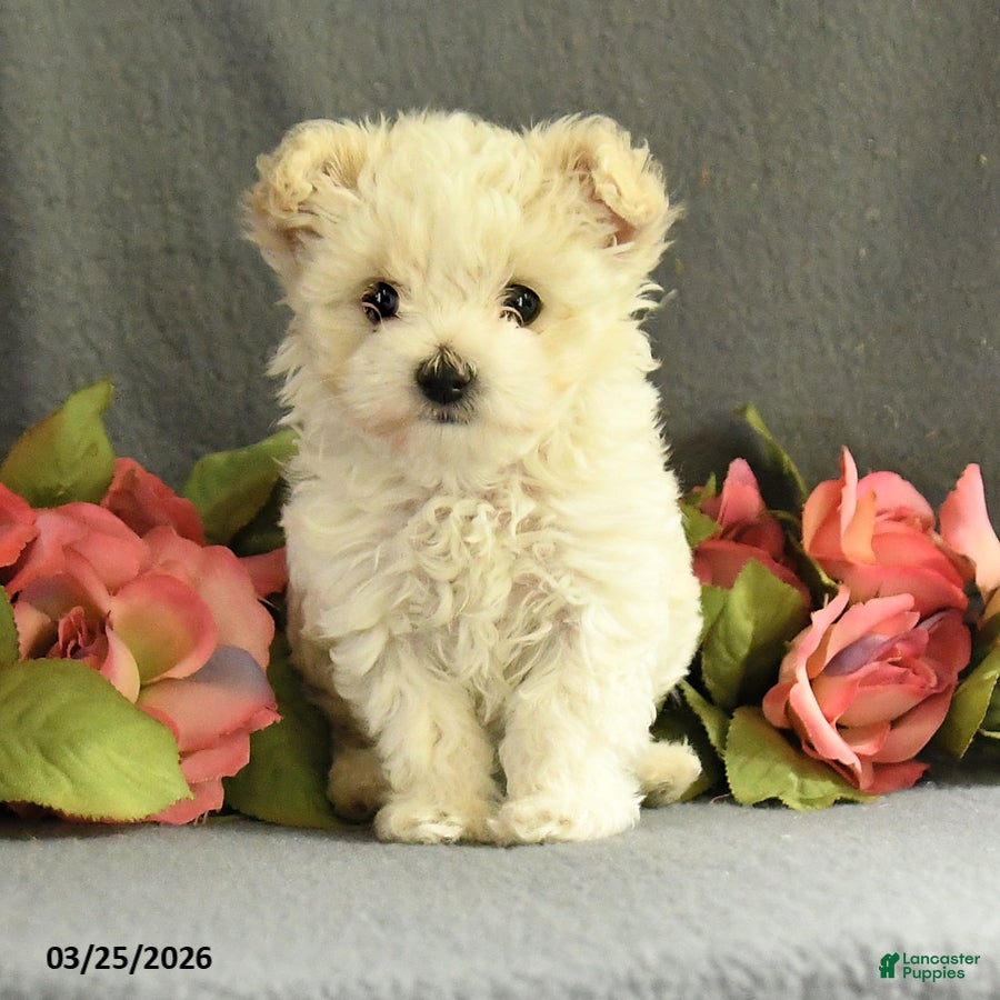 Maltipoo dogs Frisky - Ad 2