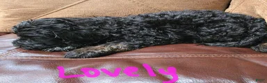 Goldendoodle 3