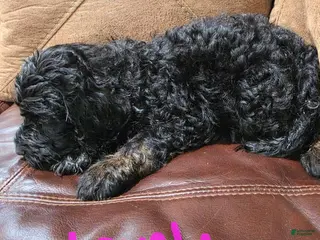 Goldendoodle dogs Goldendoodle 3 - Ad 12
