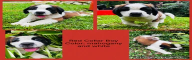 red collar boy