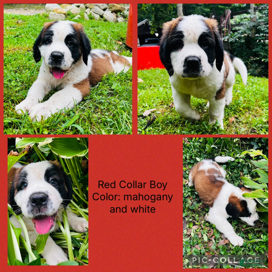 Saint Bernard dogs for sale: red collar boy - Ad 1