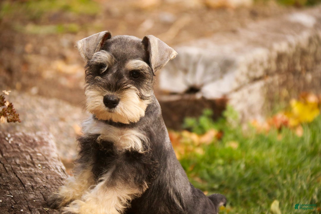 Miniature Schnauzer dogs for sale: Murphy - Ad 7