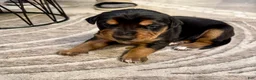 Mixed Breed dogs for sale: Doberman mix puppy  - Ad 8