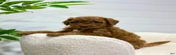 Mini Goldendoodle dogs for sale: Lilah  🐶💕 - Ad 6