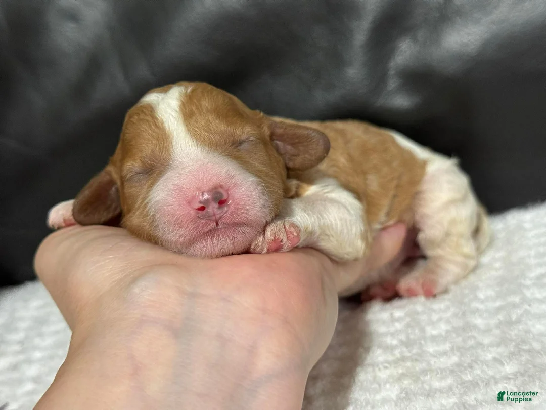 Cavapoo dogs for sale: Marley - Ad 1