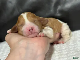 Cavapoo dogs Marley - Ad 29