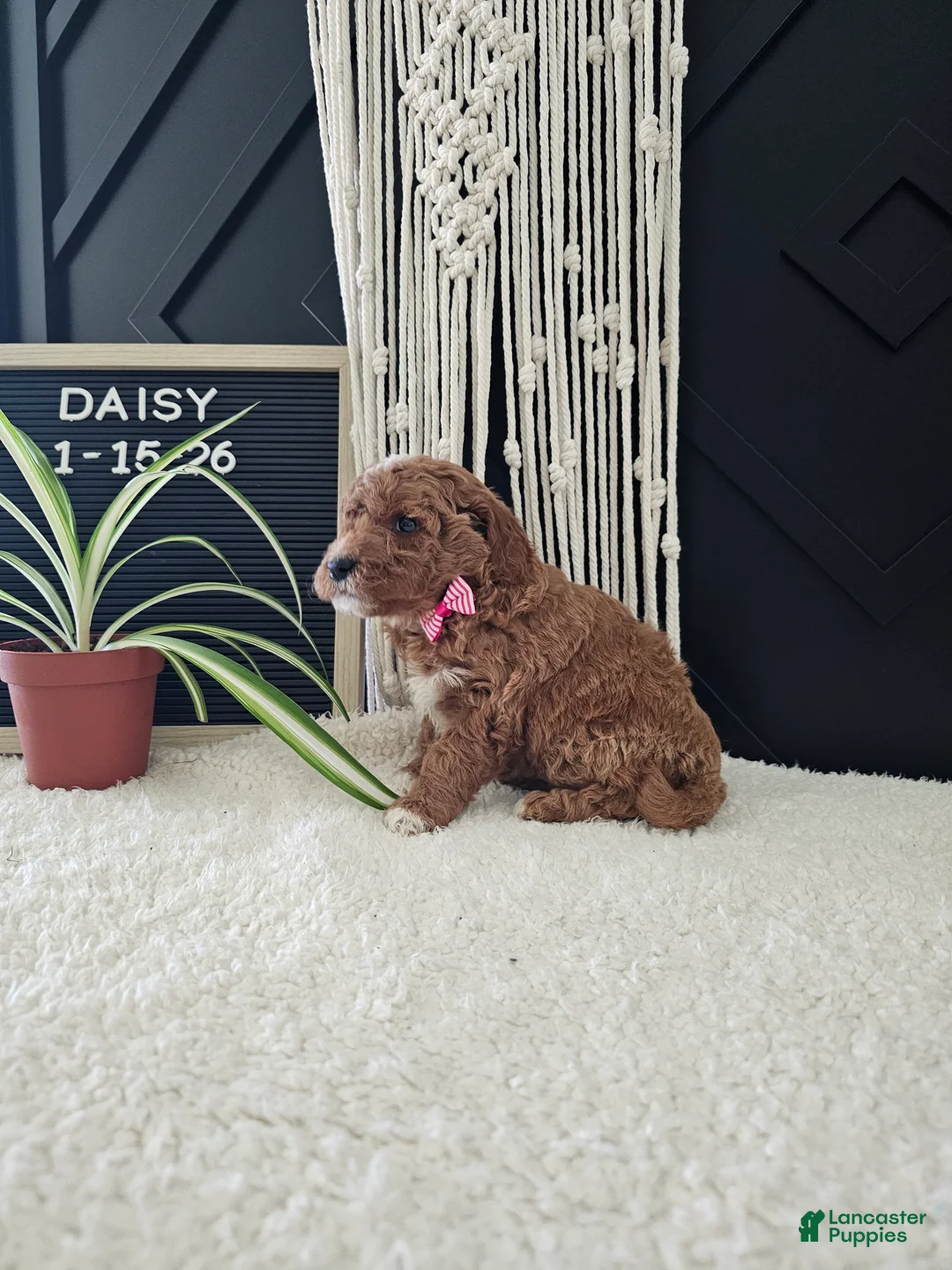 Mini Goldendoodle dogs for sale: Daisy - Ad 5