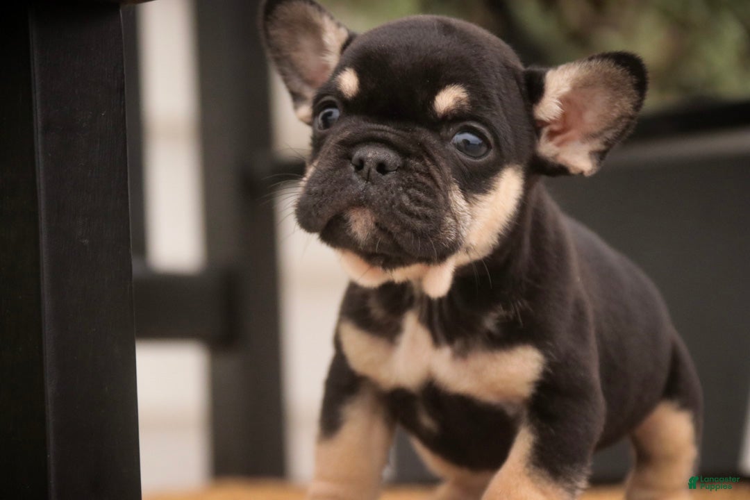 French Bulldog dogs Finn French Bulldog  - Ad 2