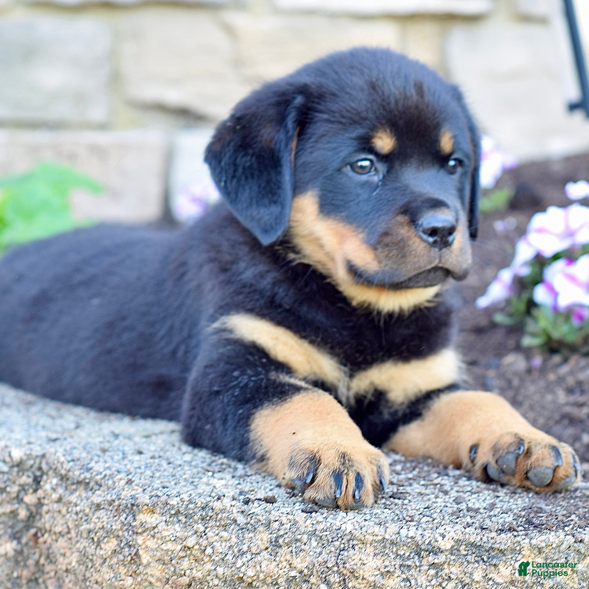 Rottweiler dogs Maddie  - Ad 1
