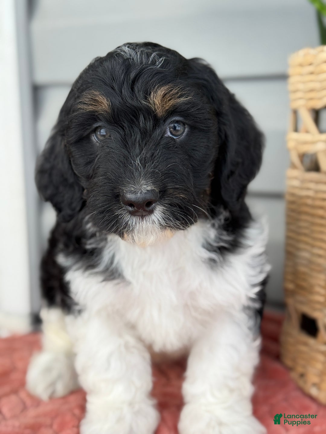 Mini Bernedoodle dogs for sale: Fudge - Ad 9