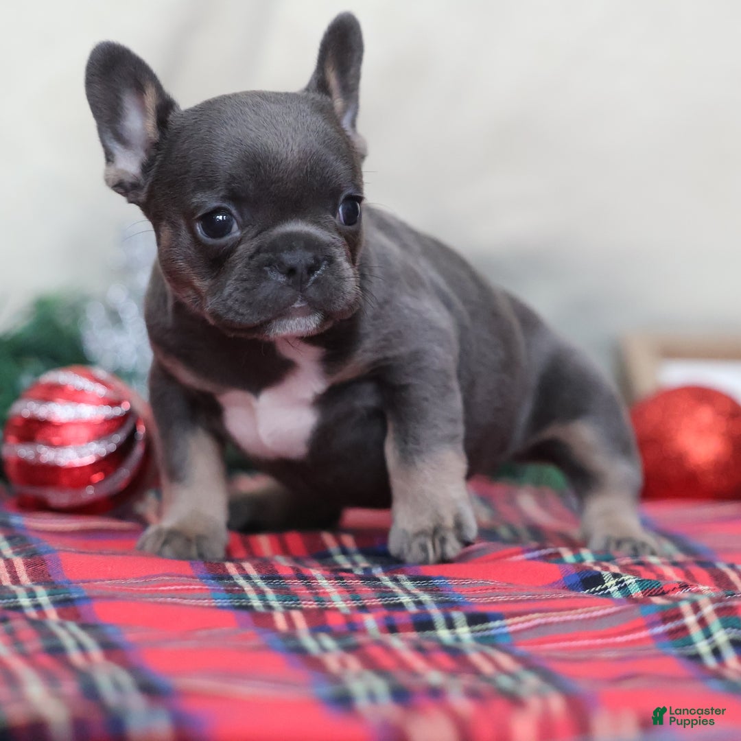French Bulldog dogs for sale: April - Ad 2