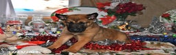Belgian Malinois dogs for sale: Diesel - Ad 8