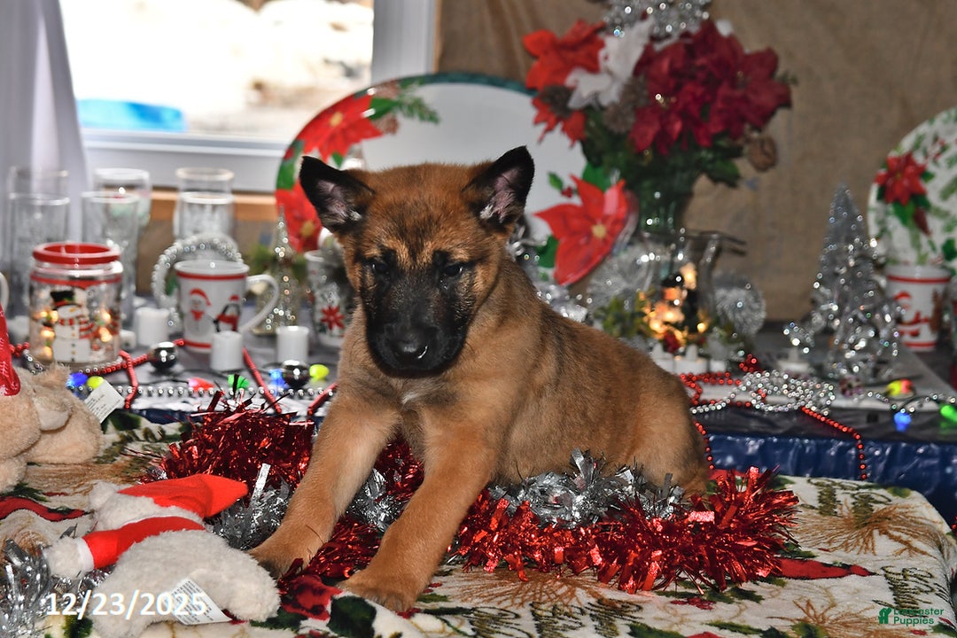 Belgian Malinois dogs for sale: Diesel - Ad 8