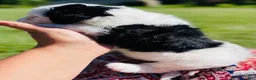 Sheepadoodle dogs for sale: Minnie  - Ad 3