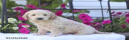 Mini Goldendoodle dogs for sale: Janet - Ad 3