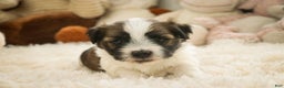 Havanese dogs for sale: Ranger - Ad 7