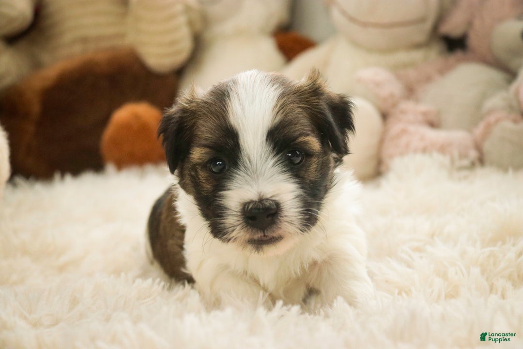 Havanese dogs for sale: Ranger - Ad 7