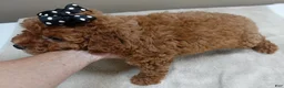 Toy Poodle dogs for sale: Deep Red - Ad 11