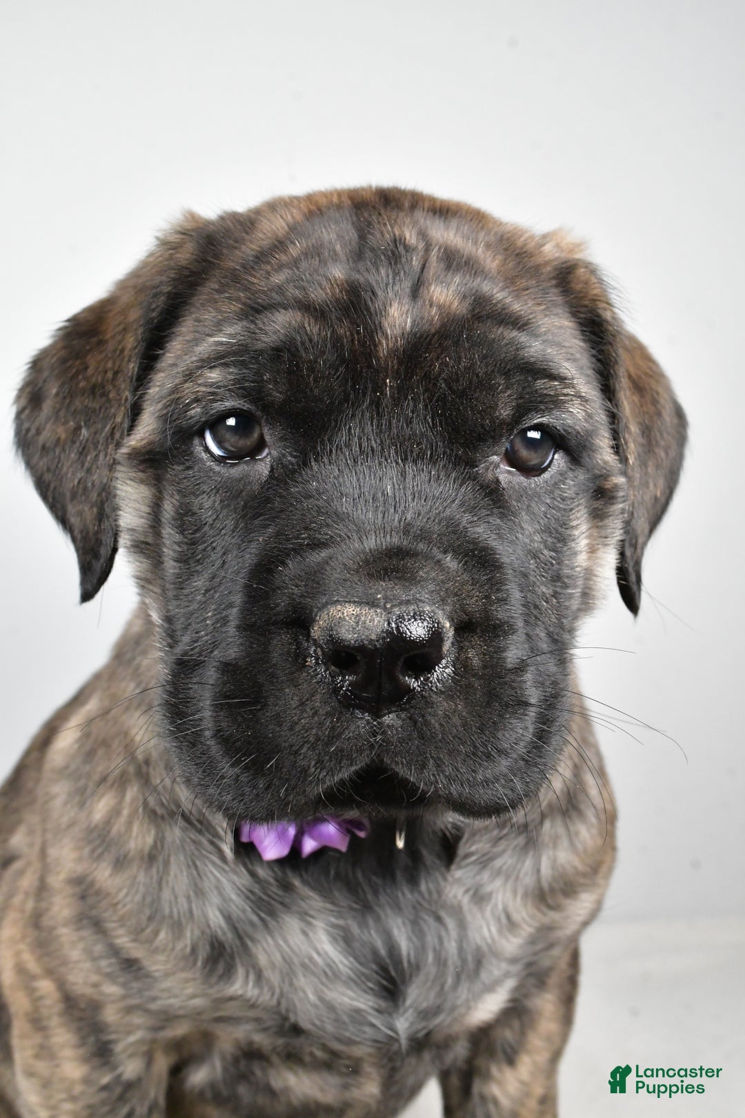 English Mastiff dogs for sale: Sweetie - Ad 7