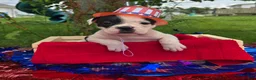 Olde English Bulldogge dogs for sale: Bonnie - Ad 8