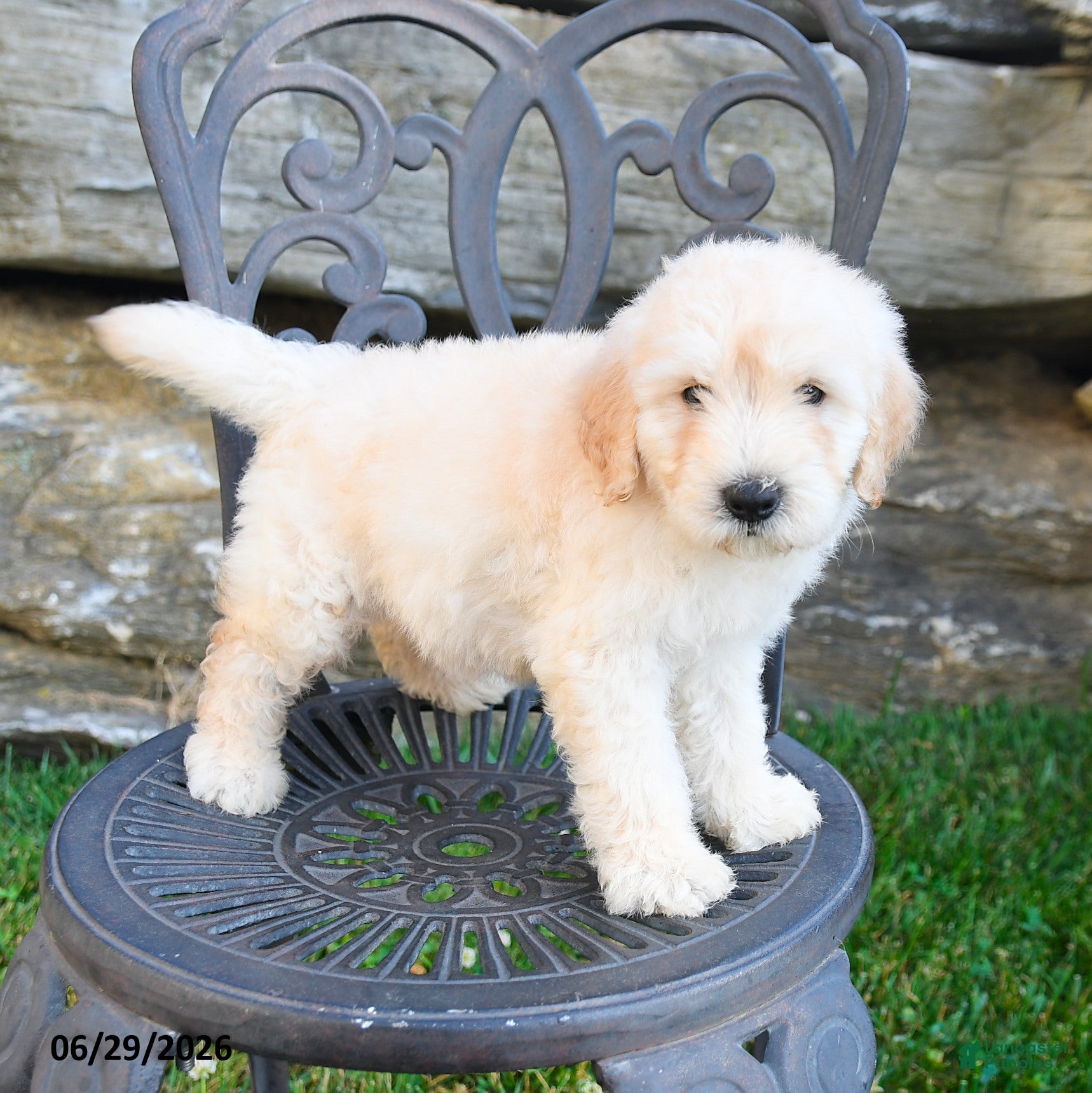 Mini Goldendoodle dogs Kevin - Ad 1