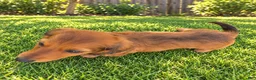 Miniature Dachshund dogs for sale: Betsy - Ad 5