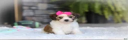 Cavachon dogs for sale: Aspen - Ad 5