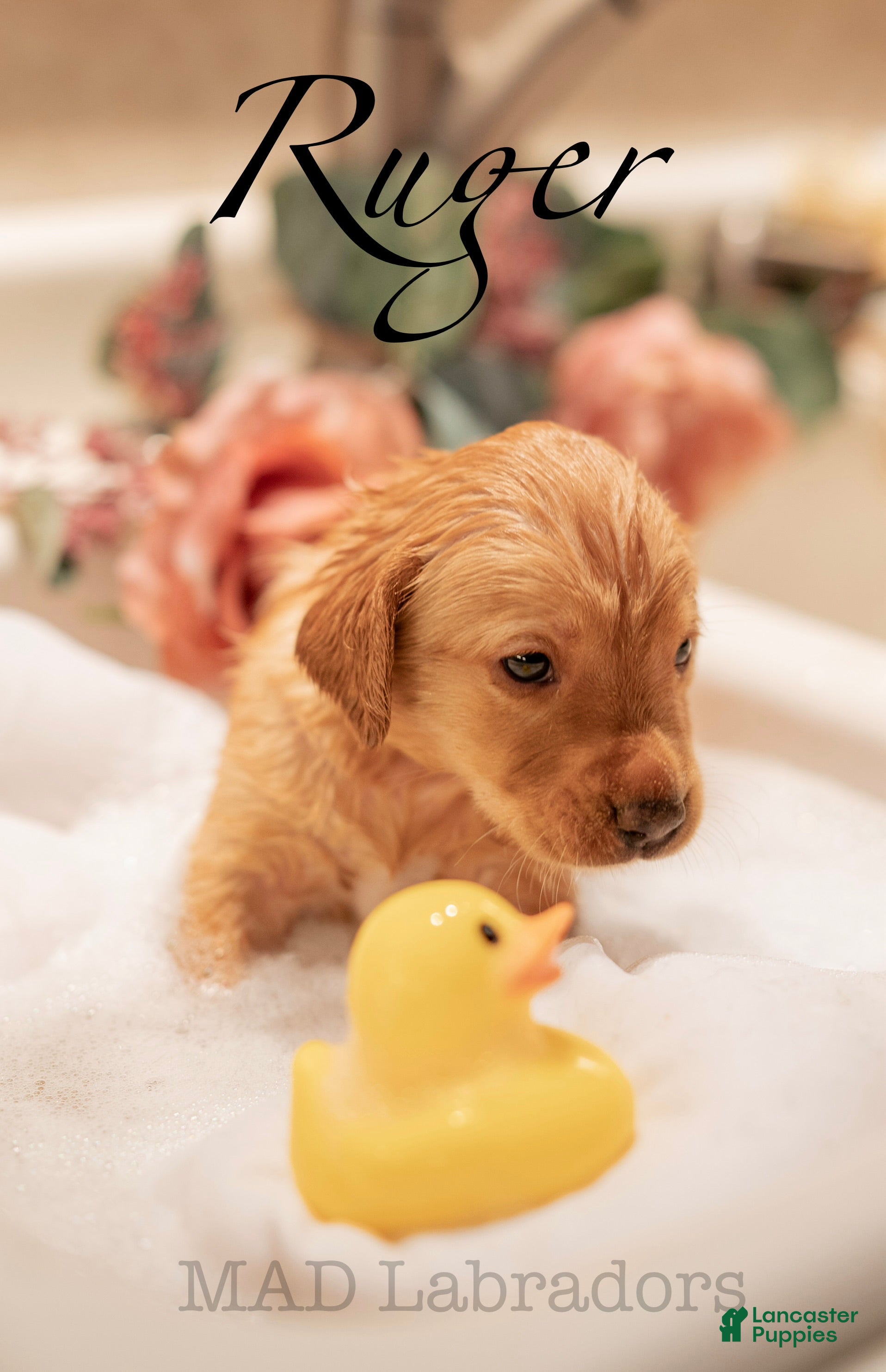 Labrador Retriever dogs Ruger - Ad 30