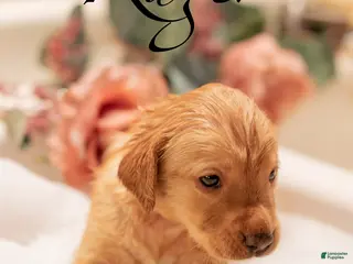 Labrador Retriever dogs Ruger - Ad 6