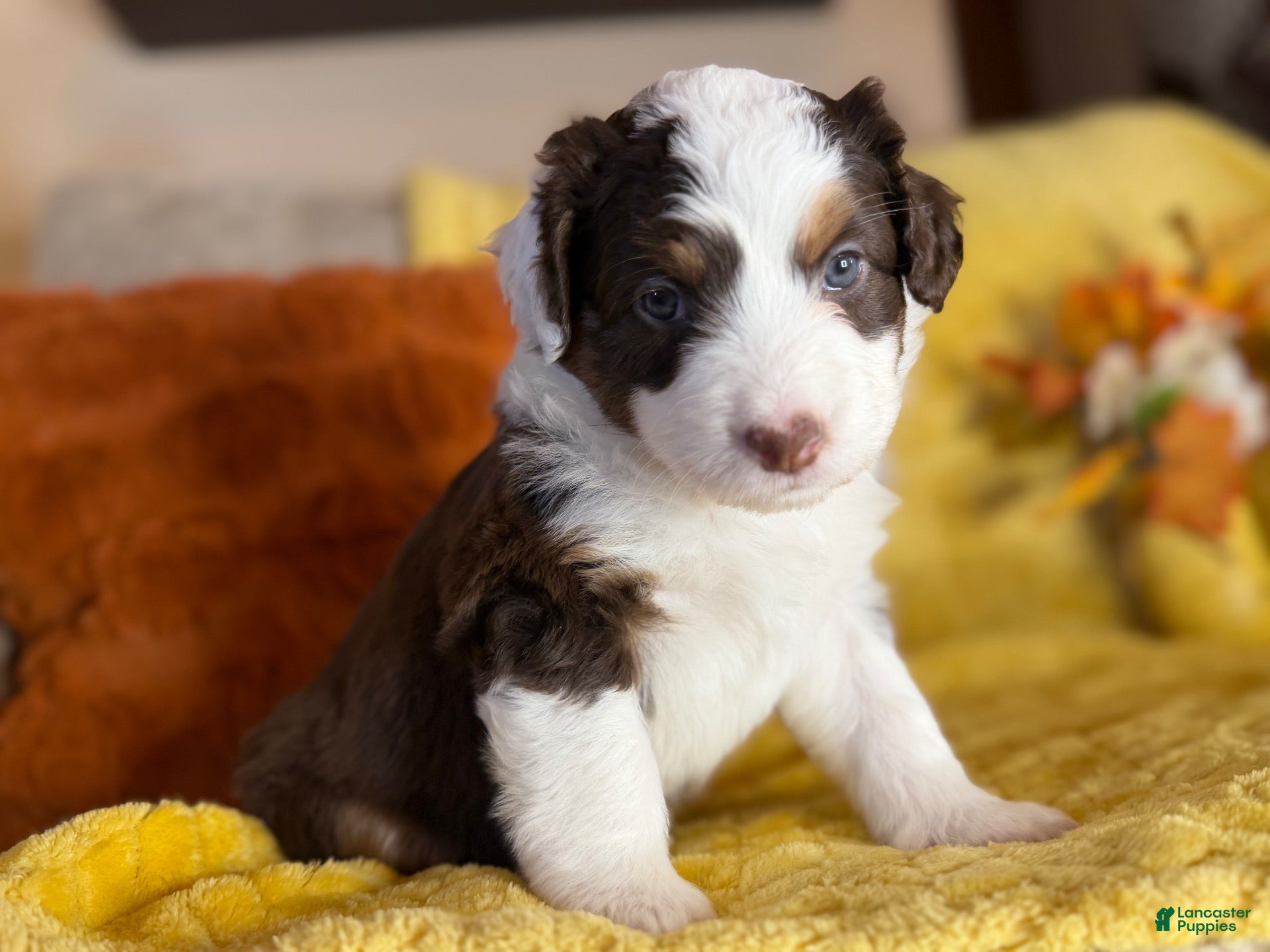Mixed Breed dogs Mirabel - Ad 8