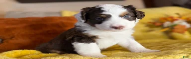 Mirabel