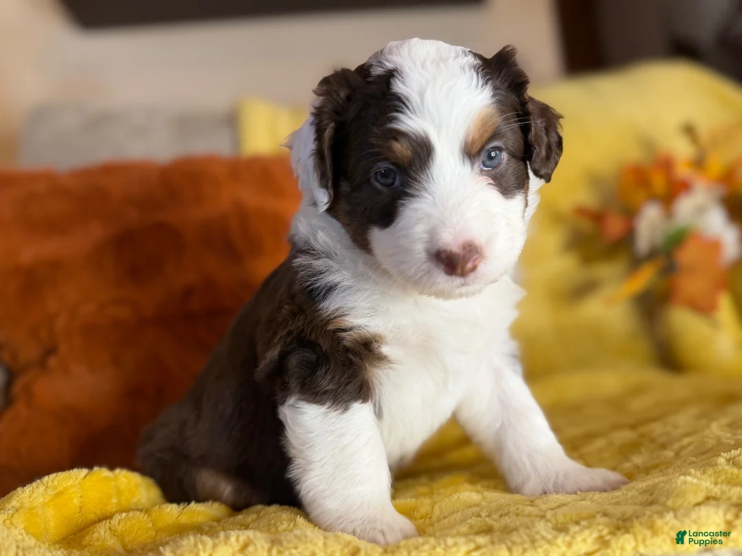 Mixed Breed dogs for sale: Mirabel - Ad 1
