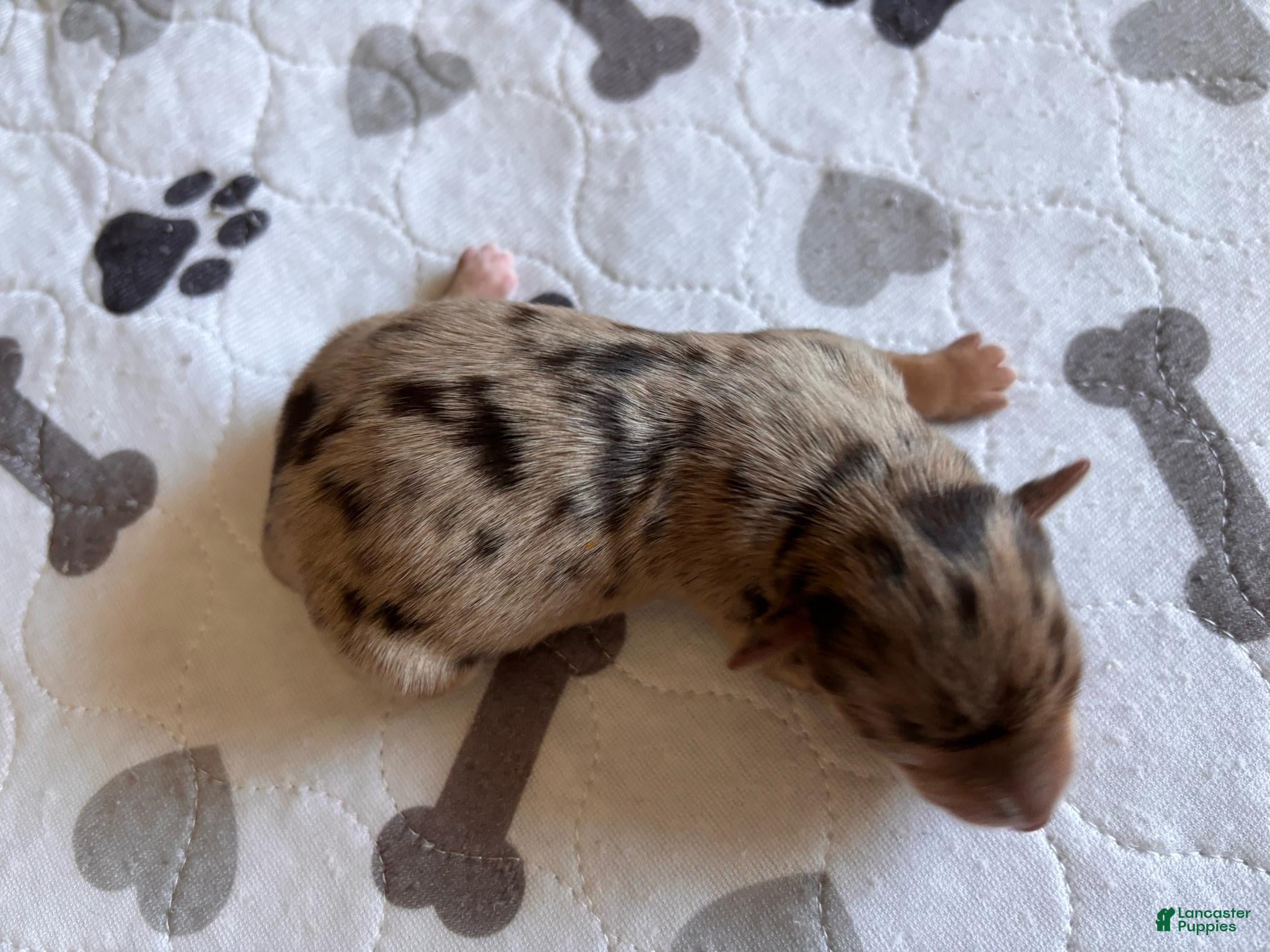 Miniature Schnauzer dogs for sale: Miniature Schnauzer 6 - Ad 2