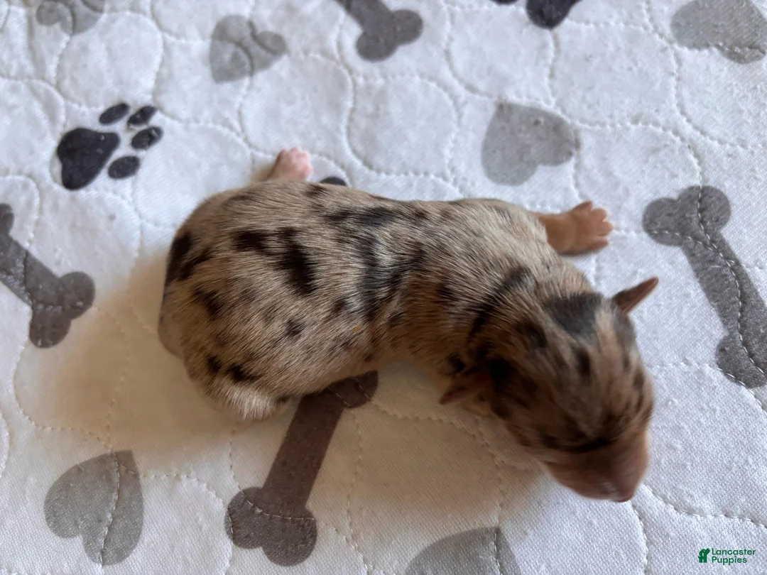 Miniature Schnauzer dogs for sale: Miniature Schnauzer 6 - Ad 1