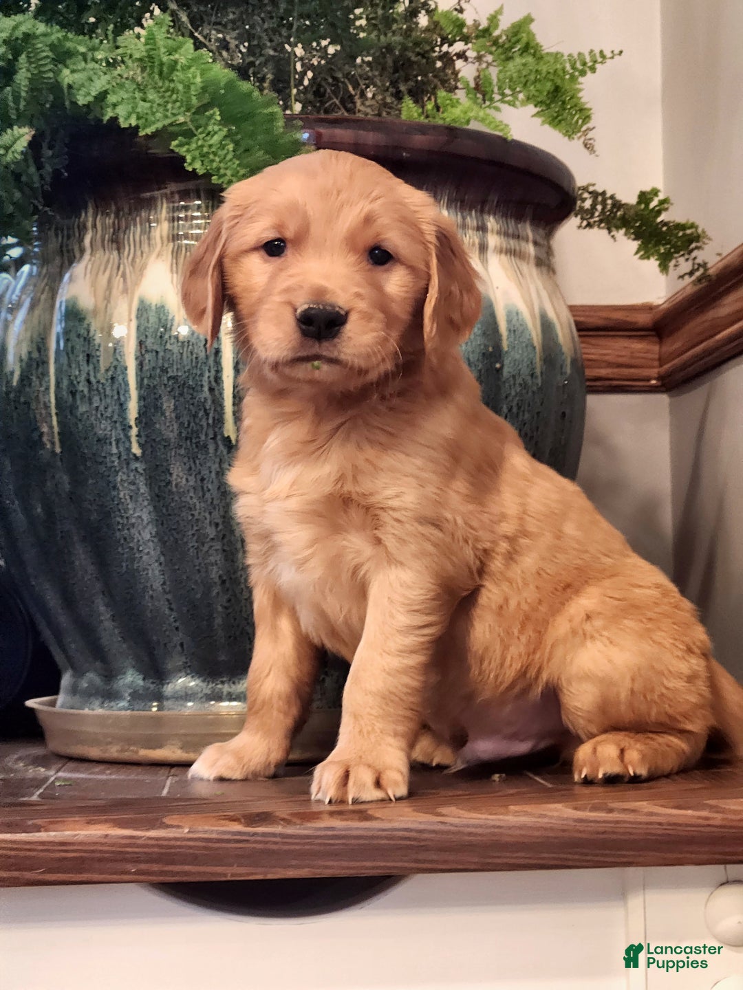 Golden Retriever dogs for sale: Randy - Ad 2