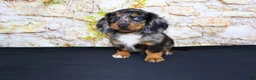 Miniature Dachshund dogs for sale: Avery - Ad 16