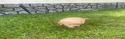 Golden Retriever dogs for sale: Blue collar boy - Ad 3