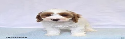 Cavapoo dogs for sale: Biscuit - Ad 3