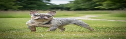 French Bulldog dogs for sale: Charm - Ad 1