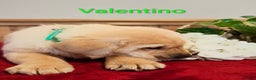 Goldador dogs for sale: Valentino - Ad 4