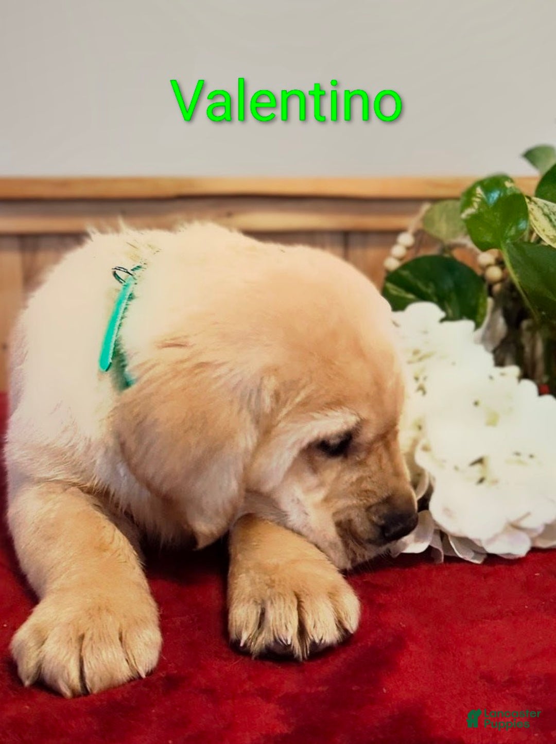 Goldador dogs for sale: Valentino - Ad 4