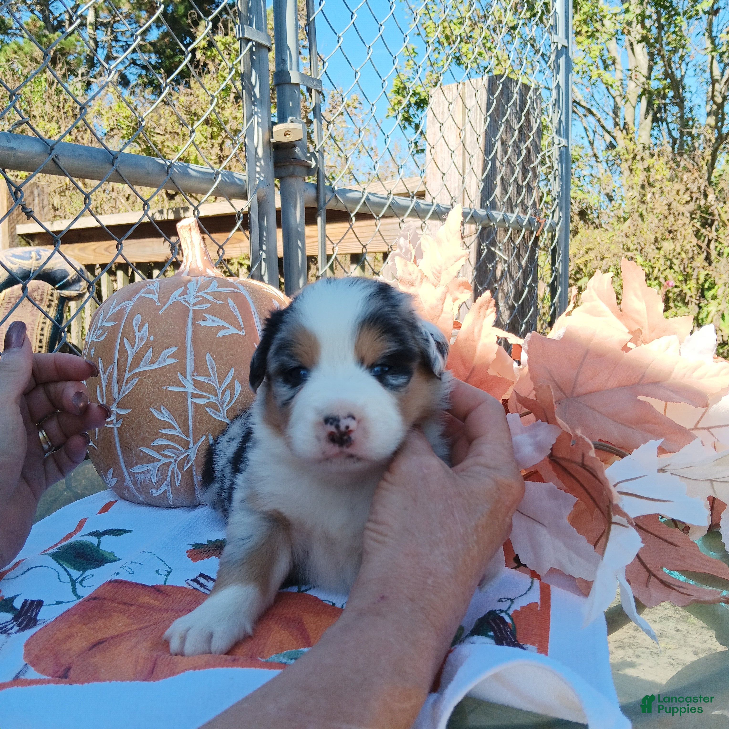 Australian Shepherd dogs Katie - Ad 22