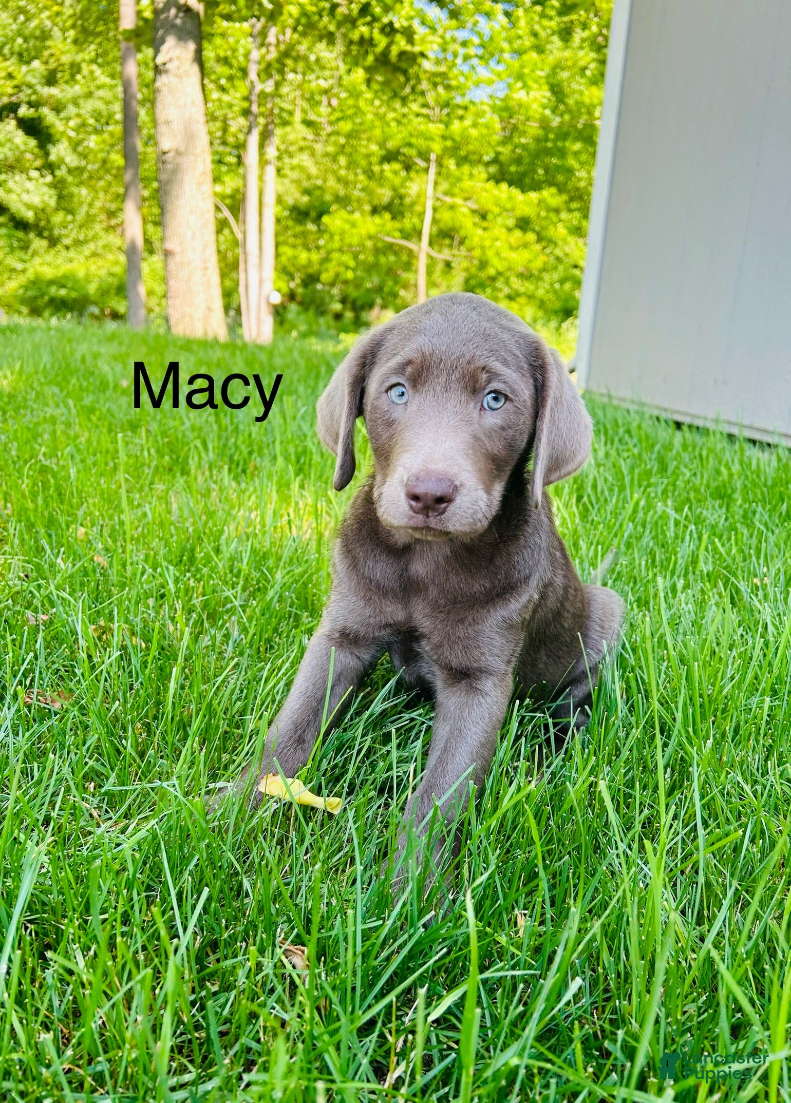 Labrador Retriever dogs Macy - Ad 1