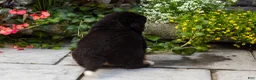 Bernese Mountain Dog dogs for sale: Molly - Ad 4