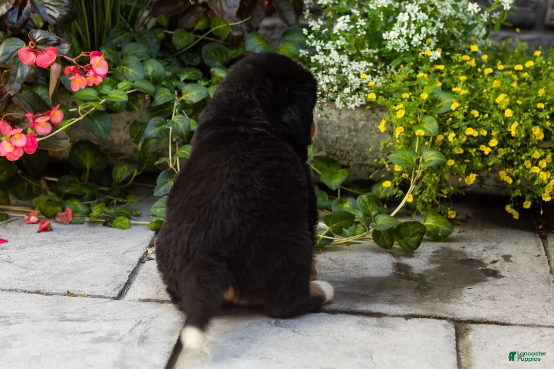 Bernese Mountain Dog dogs for sale: Molly - Ad 4